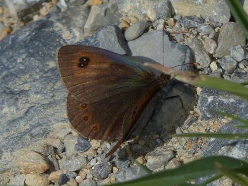 Réf. 214 597 : Erebia cassioides